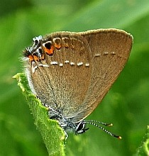Sloe Hairstreak - Satyrium acaciae © Teresa Farino